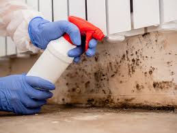 Reliable Pagedale, MO Mold Removal Solutions